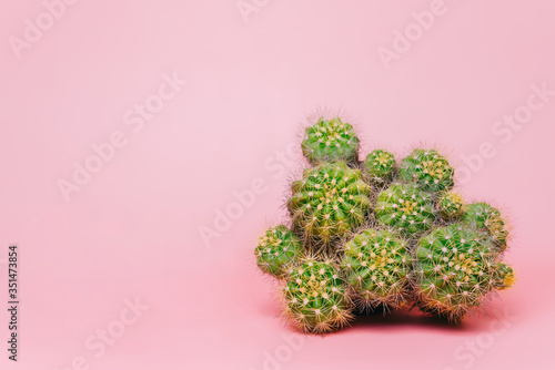 Green Cactus on pink background. Minimal decoration plant on color background with copy space.