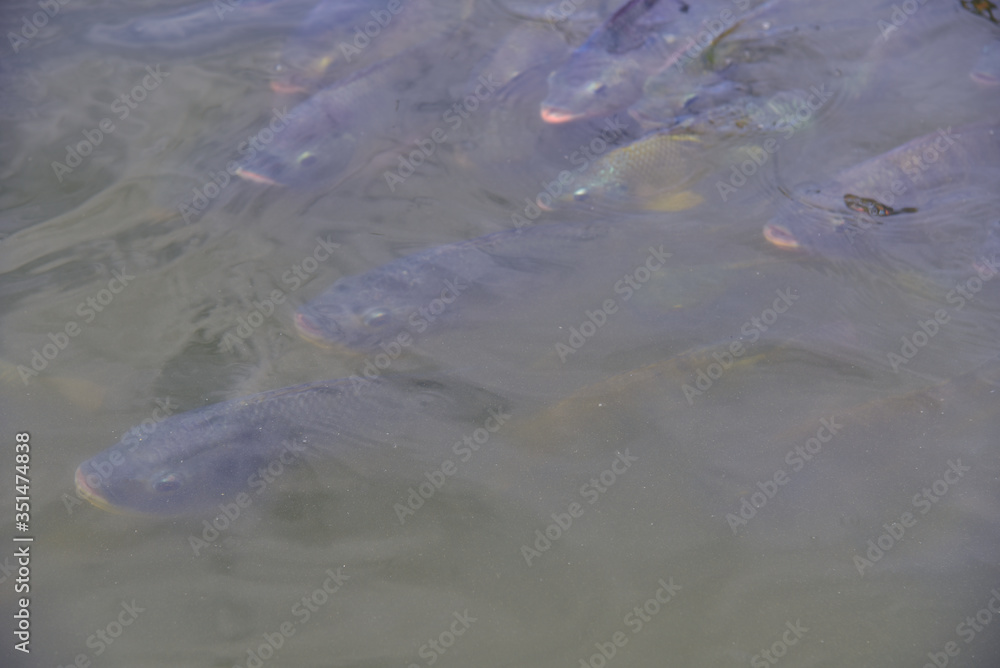 Look after tilapia in the farm. Look after tilapia in the farm.