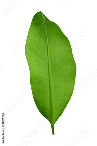 Leaf isolated on white background with clipping path