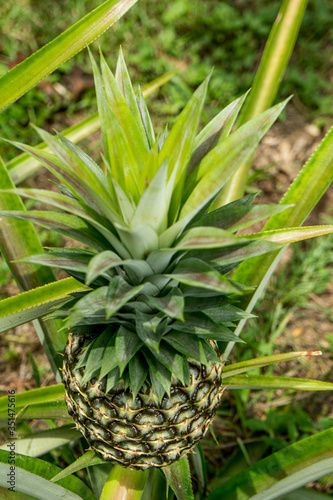 A large ripe pineapple fruit on a bush. Selective focus on ripened pineapple. Spreading pineapple bush on an eco plantation / farm