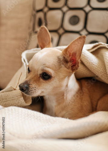 Little Chihuahua under the covers above the sofa looks at what the master does, portrait of a small dog