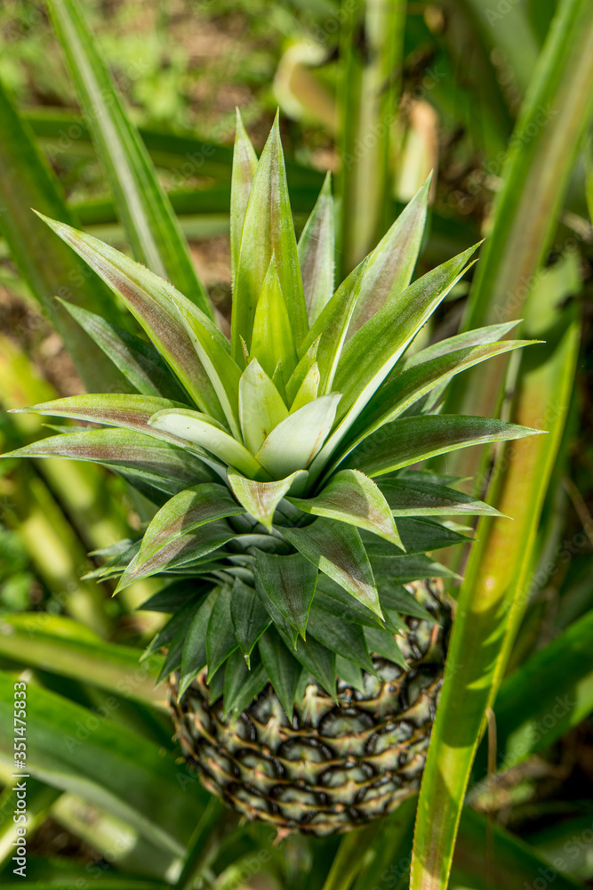 A large ripe pineapple fruit on a bush. Selective focus on ripened pineapple. Spreading pineapple bush on an eco plantation / farm A large ripe pineapple fruit on a bush. Selective focus on ripened pineapple. Spreading pineapple bush on an eco plantation / farm