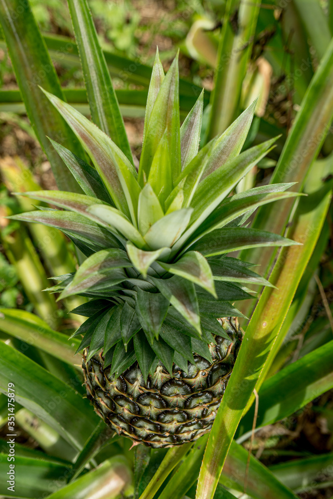 A large ripe pineapple fruit on a bush. Selective focus on ripened pineapple. Spreading pineapple bush on an eco plantation / farm A large ripe pineapple fruit on a bush. Selective focus on ripened pineapple. Spreading pineapple bush on an eco plantation / farm