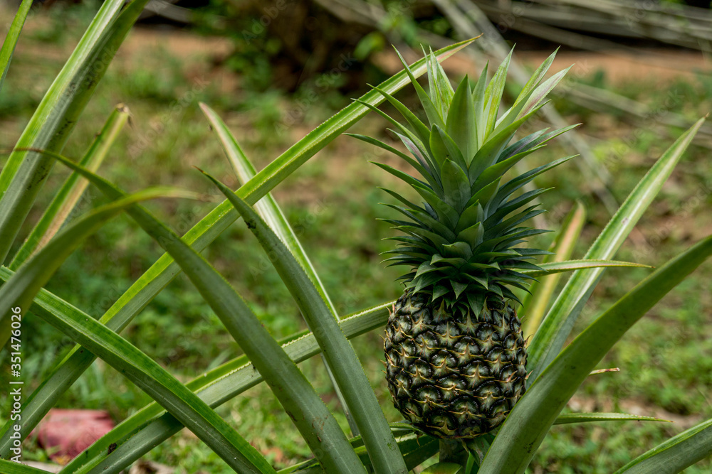 Obraz premium A large ripe pineapple fruit on a bush. Selective focus on ripened pineapple. Spreading pineapple bush on an eco plantation / farm
