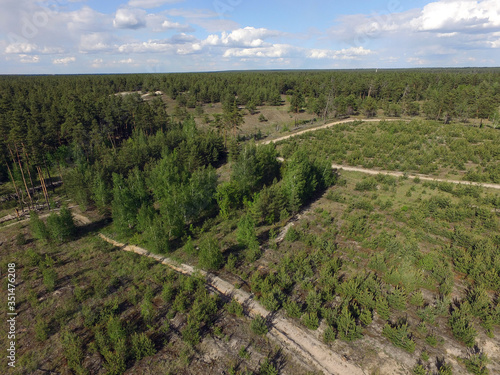 Pine forest (drone aerial image). Near Kiev