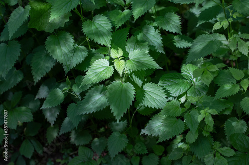 A close up of green sun lit nettle leaves