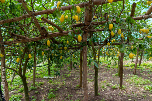 lemon cultivation on the Amalfi coast