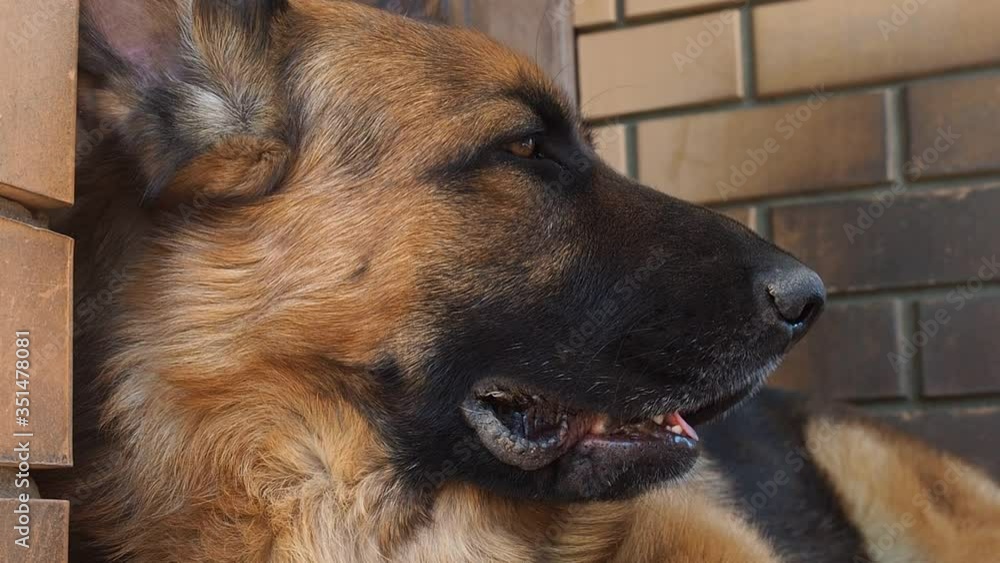 German shepherd is lying on the porch of the house. A large adult dog guards a residential building. German shepherd is lying on the porch of the house. A large adult dog guards a residential building.