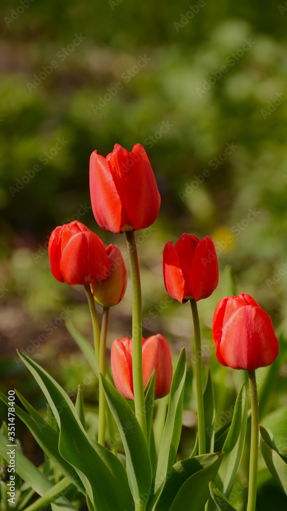 Photos of tulips in vertical format on a flower bed. Photos of tulips in vertical format on a flower bed.