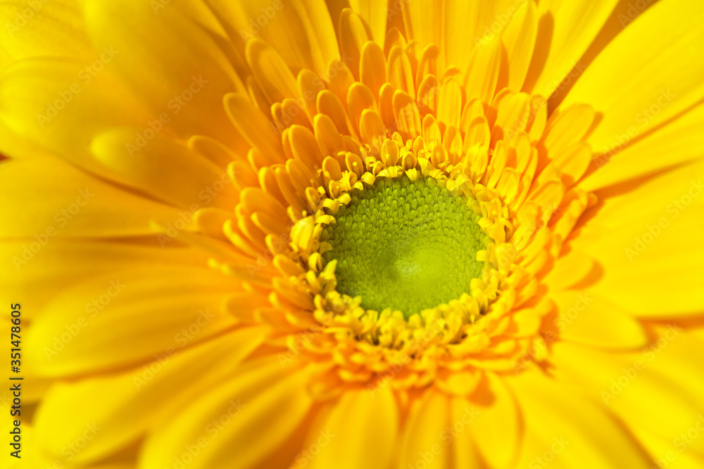 Fototapeta premium yellow gerbera flower close-up, middle of the flower is green, selective focus