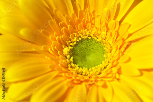 yellow gerbera flower close-up  middle of the flower is green  selective focus