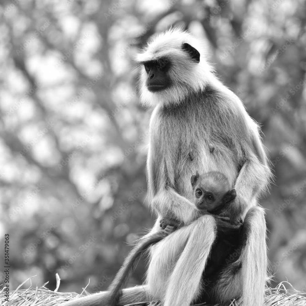 Obraz premium Monkey