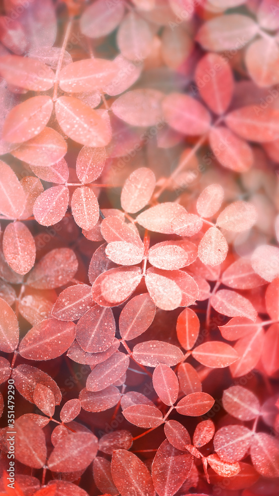 Autumnal red leaves background