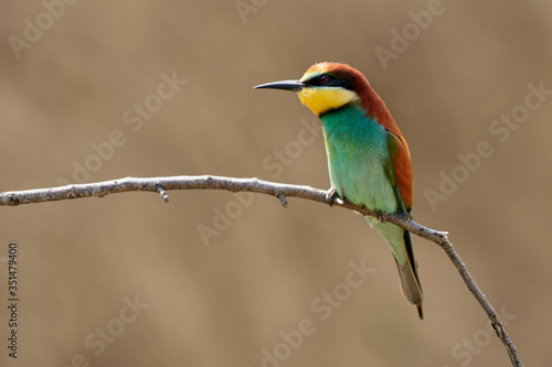 Tropical bird (European bee-eater, Merops apiaster) with multicolored plumage perched on twig in Gerolsheim, Germany