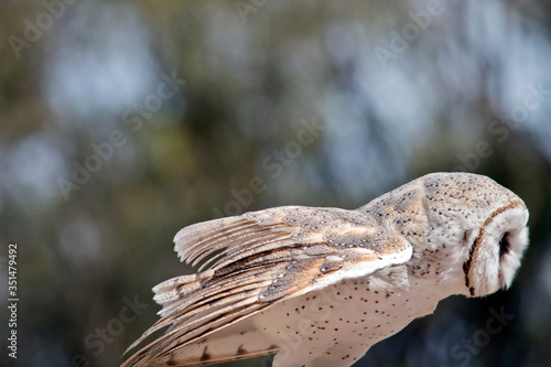 Schilderij op canvas this is a side view of a barn owl