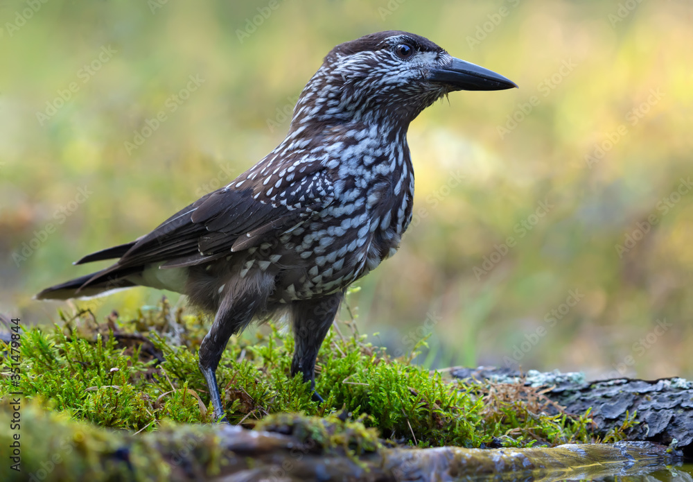 Eurasian Spotted Nutcracker (Nucifraga caryocatactes) posing on mossy ground in dark forest
Eurasian Spotted Nutcracker (Nucifraga caryocatactes) posing on mossy ground in dark forest