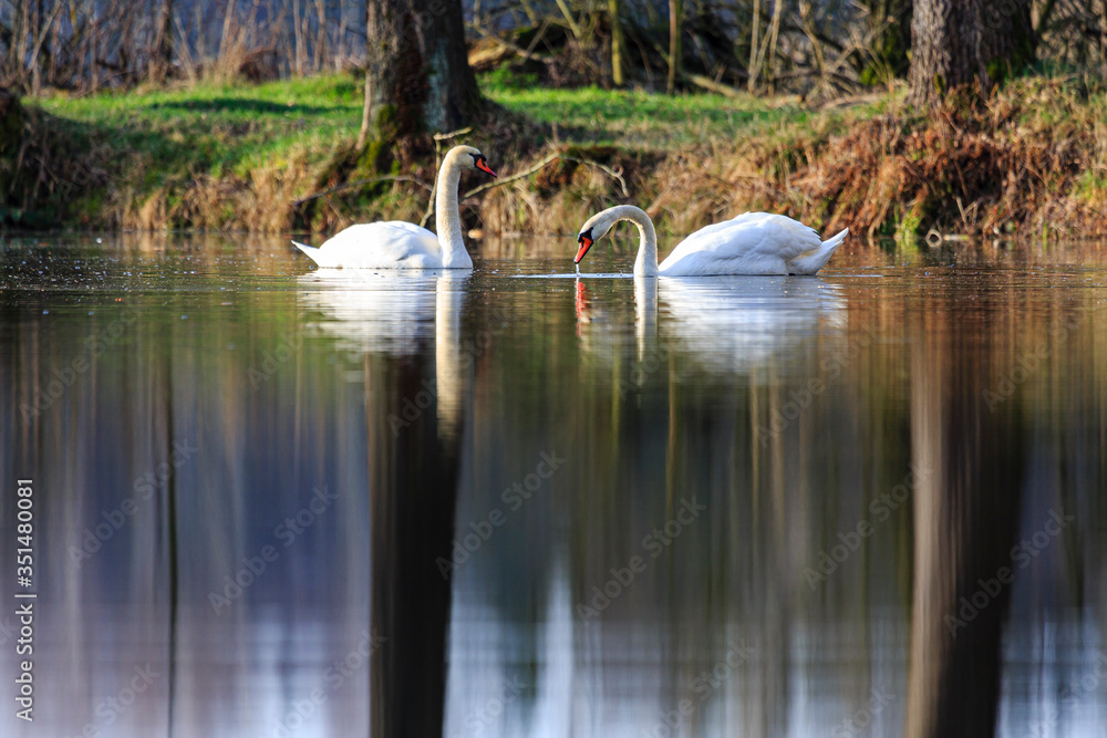 two swans swimming at sunrise at skylakes Plothen, Germany two swans swimming at sunrise at skylakes Plothen, Germany