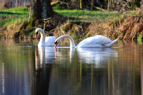 two swans swimming at sunrise at skylakes Plothen, Germany
