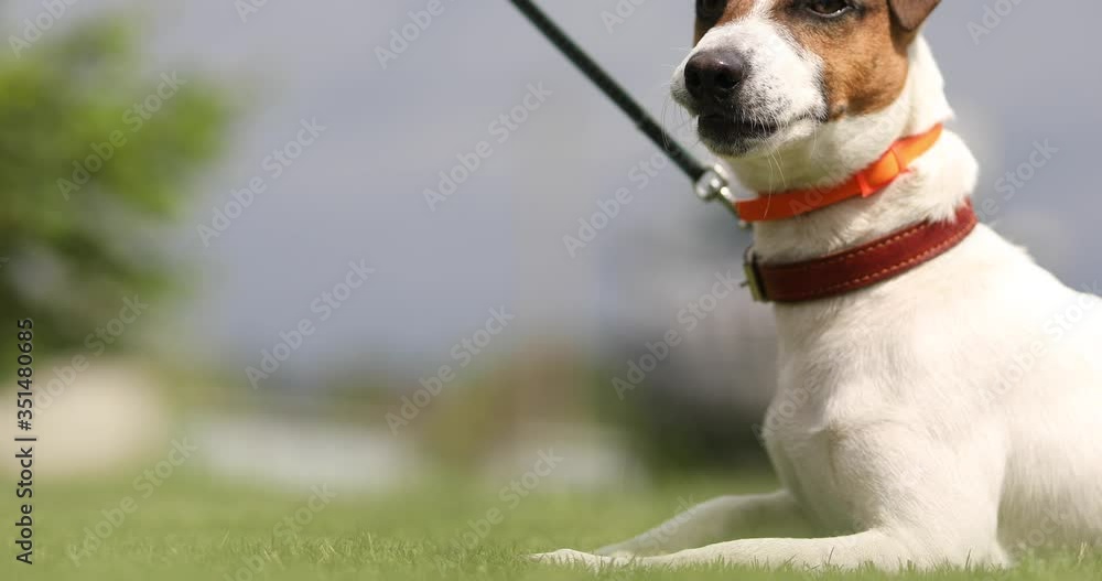 dog jack russell terrier lies on the grass and nibbles a bone
dog jack russell terrier lies on the grass and nibbles a bone