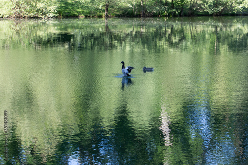 Two ducks in a lake next to a forest