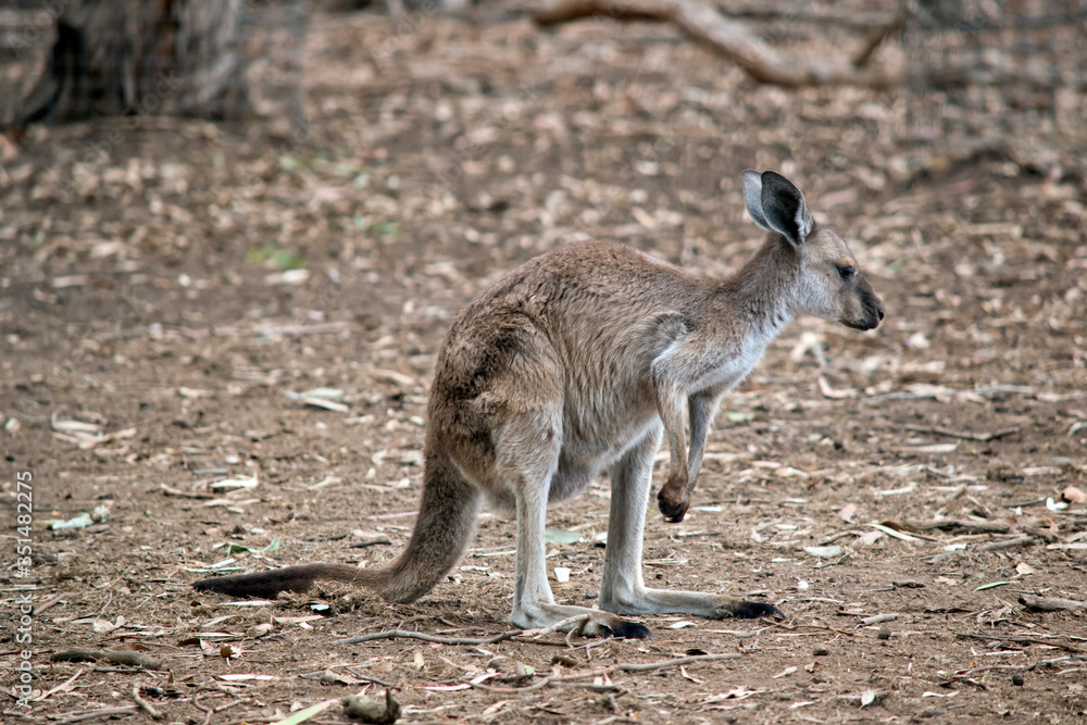 this is a joey western grey kangaroo this is a joey western grey kangaroo