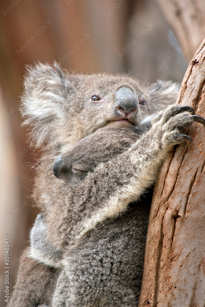 Naklejka premium the koala is holding her joey