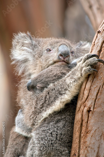 Fototapeta Naklejka Na Ścianę i Meble -  the koala is holding her joey