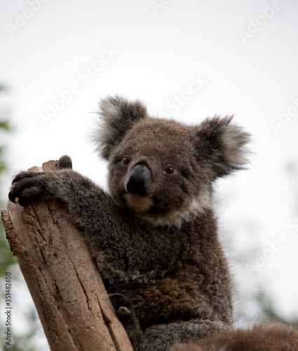 Fototapeta Naklejka Na Ścianę i Meble -  this is a 10 month old joey koala rescued from the bush fires on kangaroo island