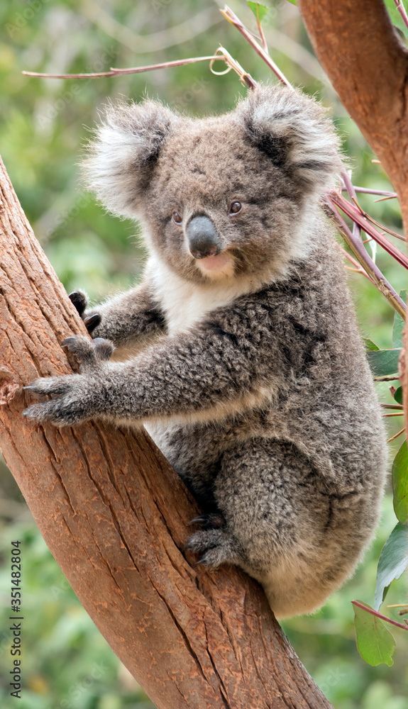 Naklejka premium the young koala is grey and rufous with fluffy ears