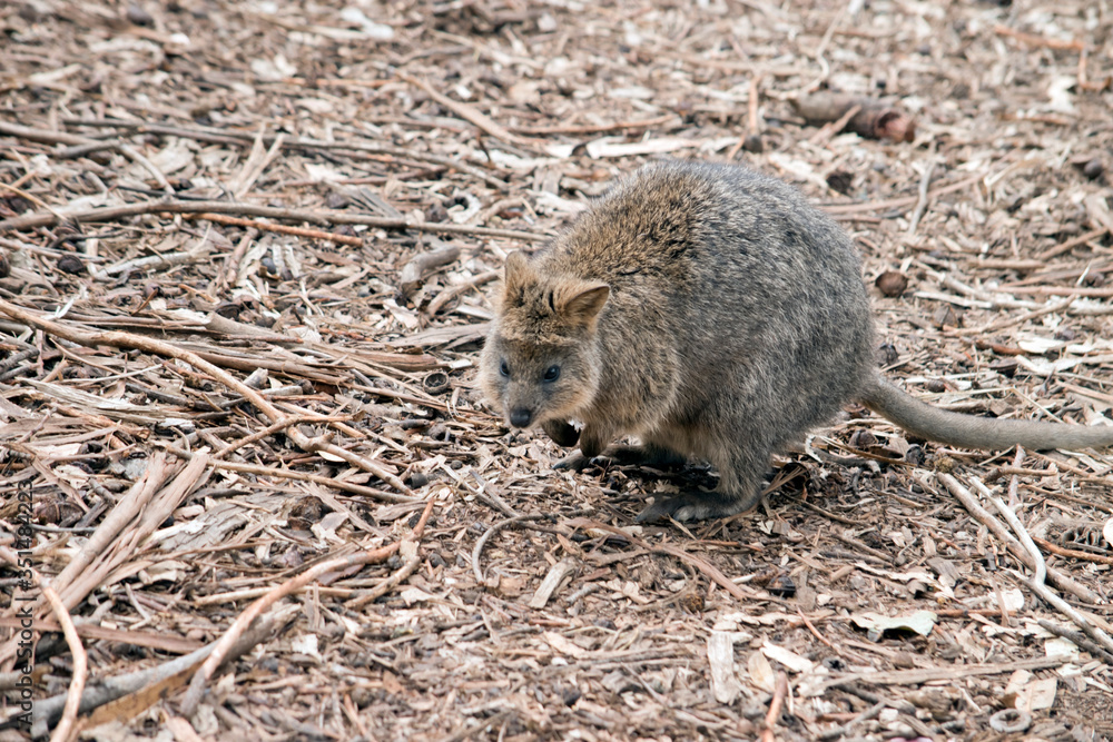 the quokka is looking for food the quokka is looking for food