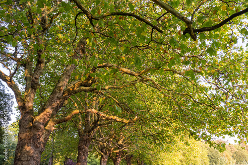 Trees in Sefton Park in Liverpool © Glen
