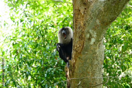 Photography The lion-tailed macaque (Macaca silenus), or the wanderoo, is an Old World monkey endemic to the Western Ghats of South India
