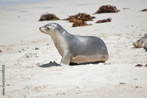 this is a female sea lion at Seal Bay walking along the beach