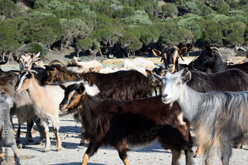 herd of semi-wild goats at Kipos beach in Samothrace island, Samothraki, Greece, Aegean sea photo