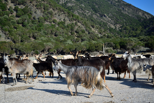 herd of semi-wild goats at Kipos beach in Samothrace island, Samothraki, Greece, Aegean sea photo