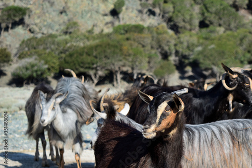 herd of semi-wild goats at Kipos beach in Samothrace island, Samothraki, Greece, Aegean sea