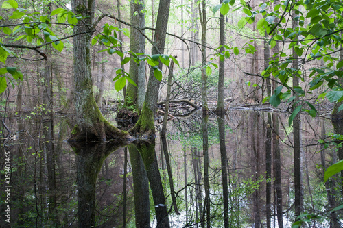 Foto Swamps