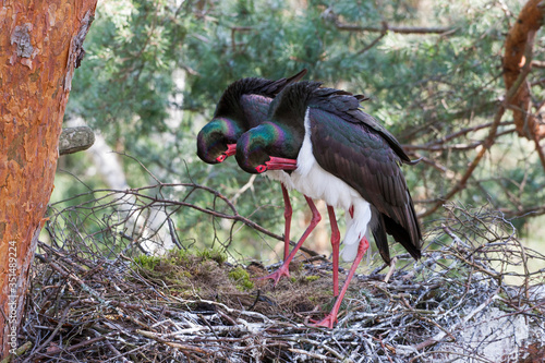 Black Stork © Grzegorz