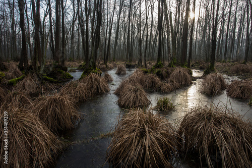Marshes © Grzegorz