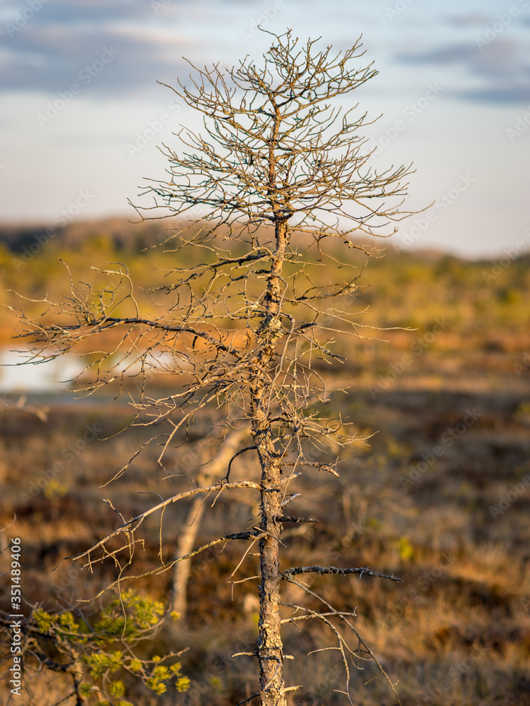 Obraz premium Sunset in the bog, bog pines resembling natural bonsai trees, typical bog landscape