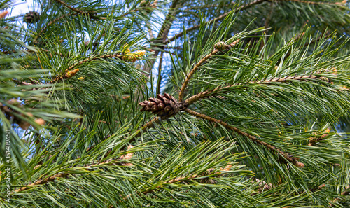 Coniferous trees in spring.Young green pine cones. Small details close-up. Spring  green needles and seeds