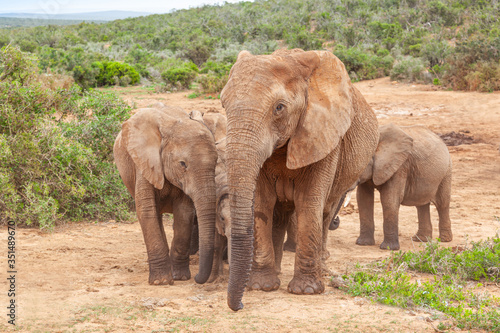 Elephants in Addo Elephant National Park
