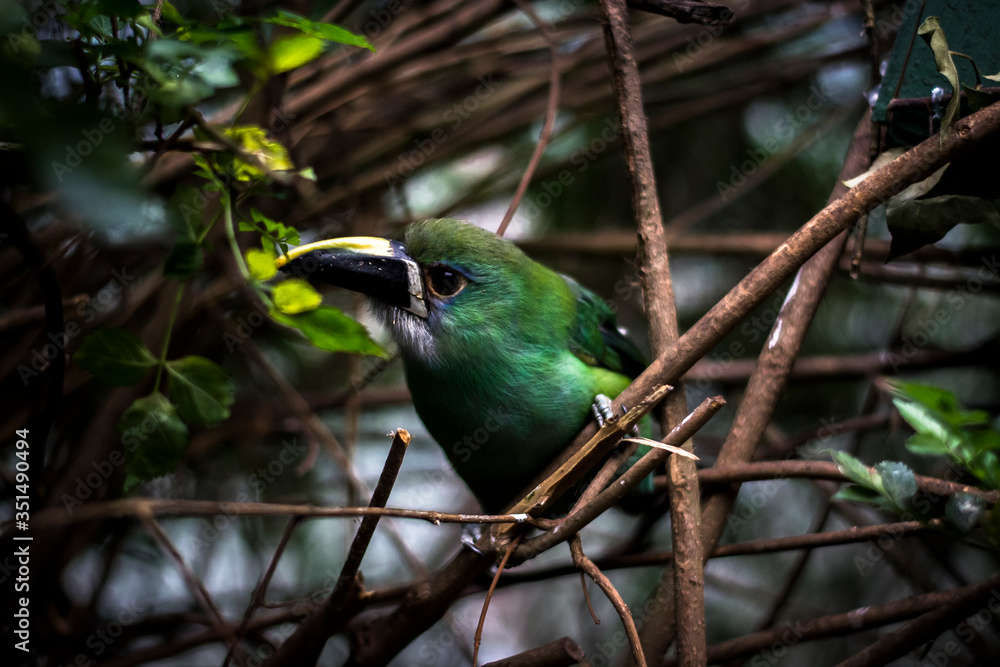 Obraz premium Green adn yellow bird