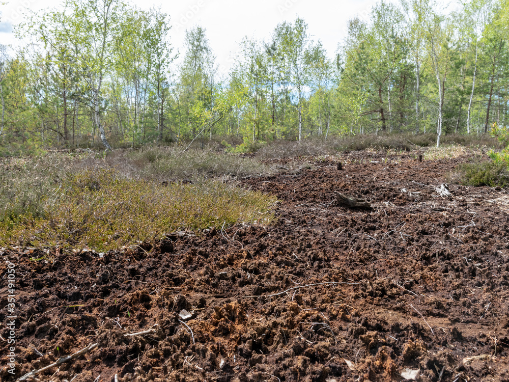 spring landscape in a peat bog, bog texture, Sedas moor, Latvia spring landscape in a peat bog, bog texture, Sedas moor, Latvia