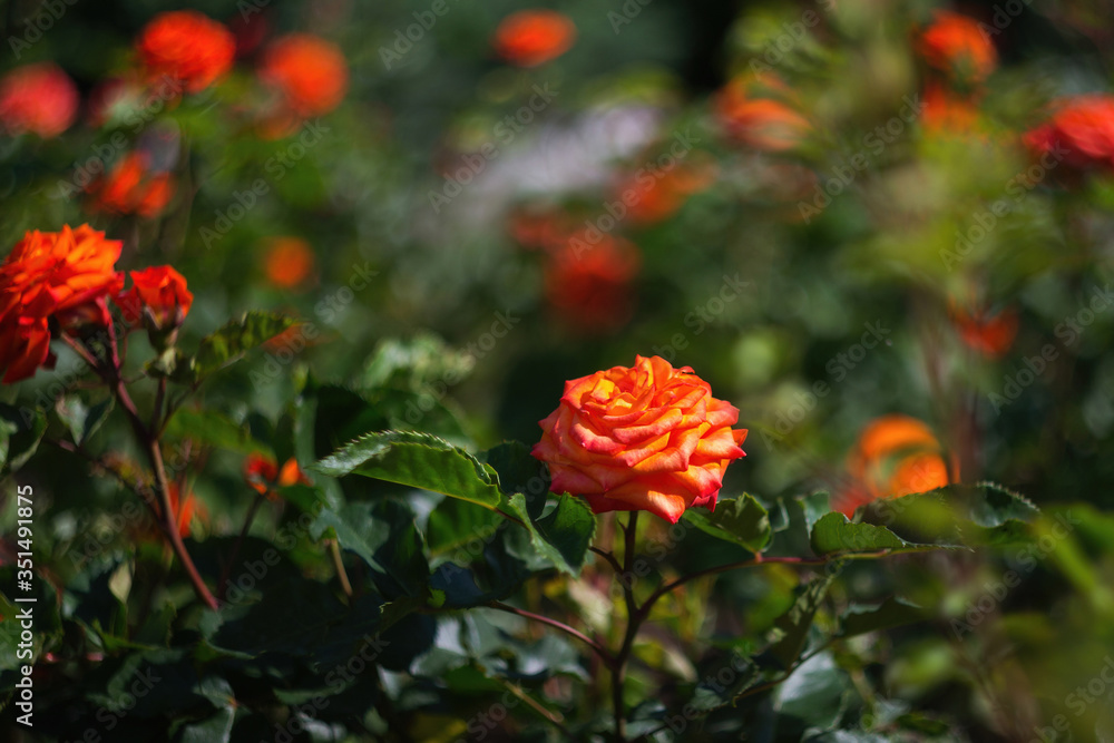 A beautiful rose Bush blooms in late spring and summer in the garden. Selective and soft focus. Rose close-up with a copy of the space. Beautiful blur, bokeh. A beautiful rose Bush blooms in late spring and summer in the garden. Selective and soft focus. Rose close-up with a copy of the space. Beautiful blur, bokeh.