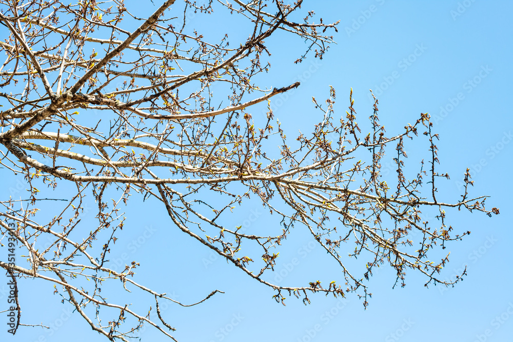 branches of poplar tree with buds and blue sky on background on sunny spring day branches of poplar tree with buds and blue sky on background on sunny spring day
