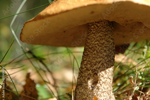 A close up of orange birch bolete (Leccinum versipelle), bottom view photo