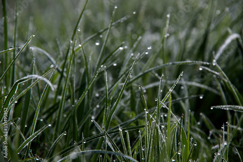 wet fresh green grass with dews