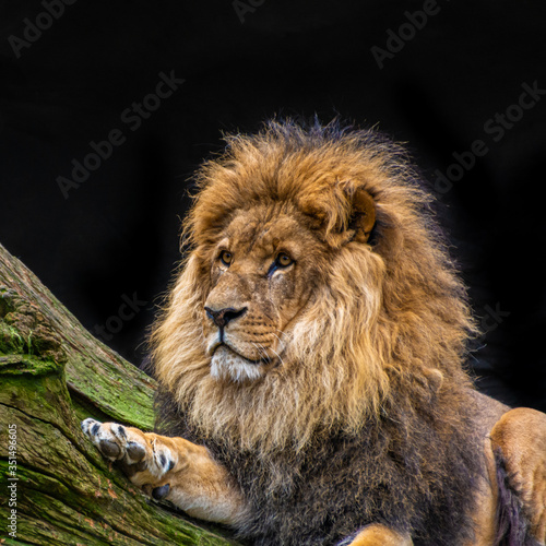 African lion, the king of the savannah