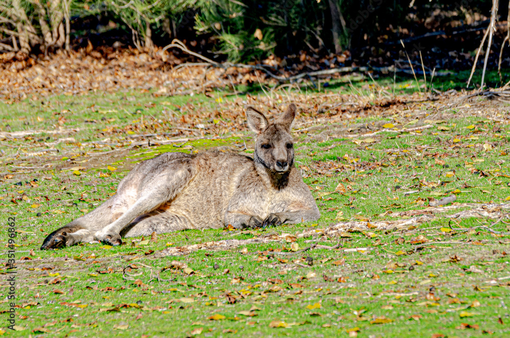 Fototapeta premium Old Grey Forester Lounging.